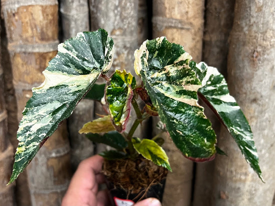 Begonia &