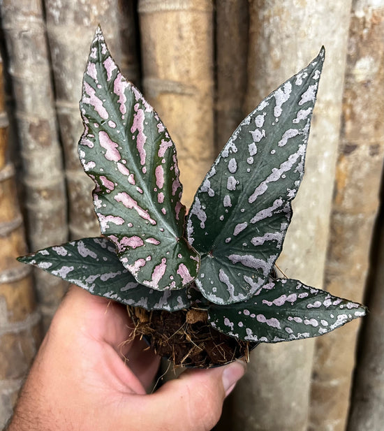 Begonia &