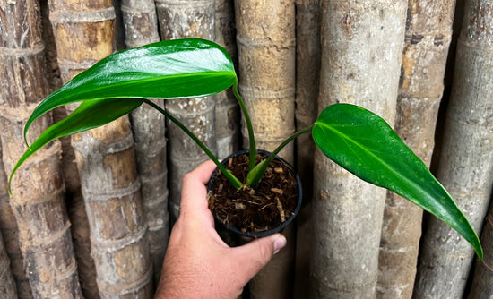 Monstera &