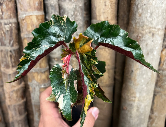 Begonia &