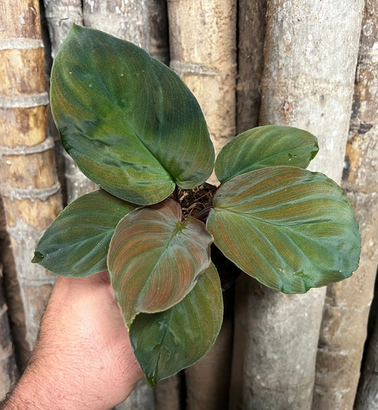 Homalomena &