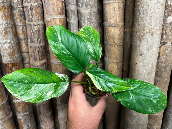 Monstera lechleriana &