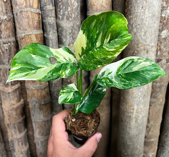 Monstera lechleriana &