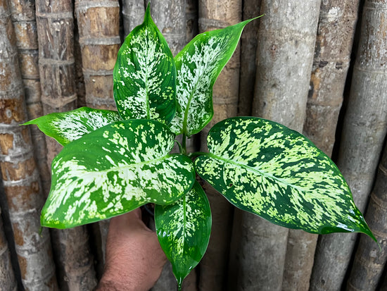 Dieffenbachia &