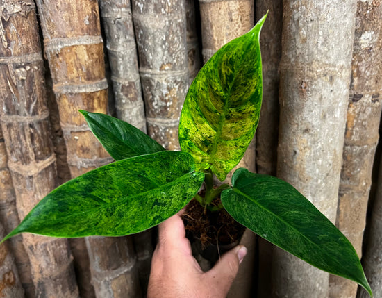 Philodendron subhastatum &