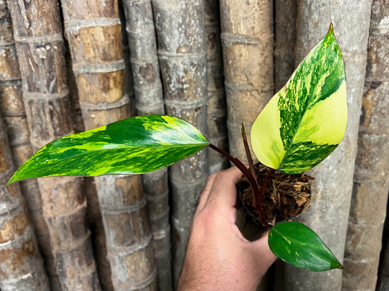 Philodendron &