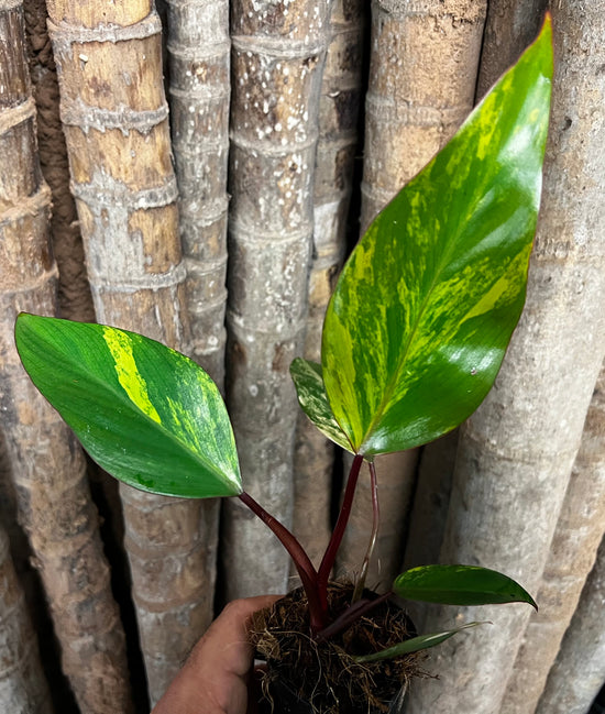 Philodendron &