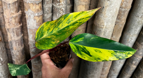Philodendron &