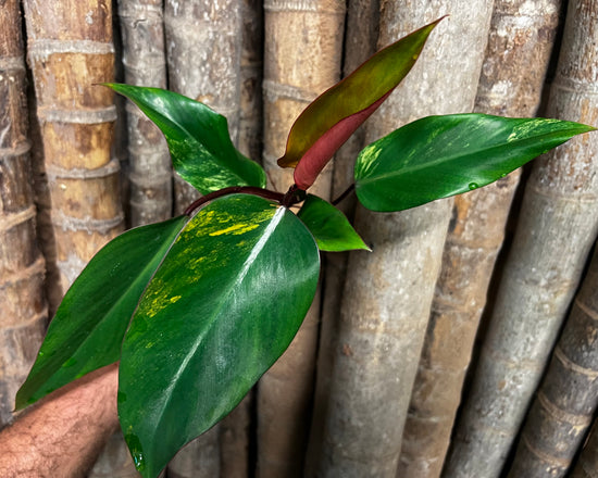 Philodendron &