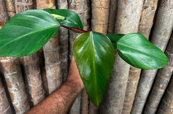 Philodendron &