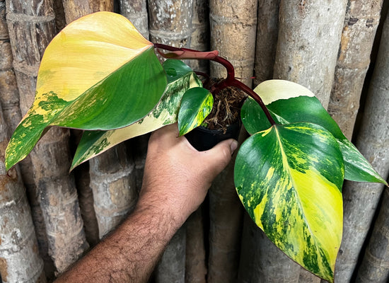 Philodendron &