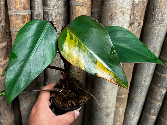 Philodendron &