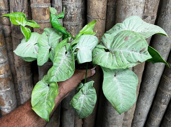 Syngonium &