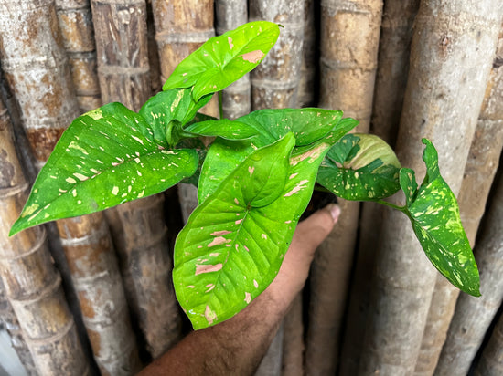 Syngonium &