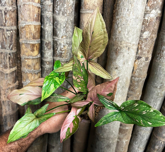 Syngonium &