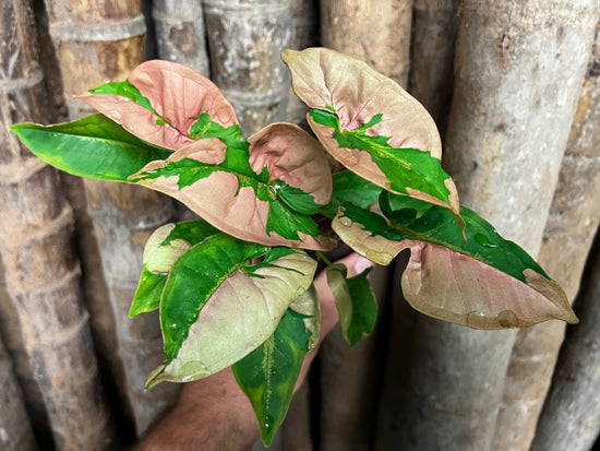 Syngonium &
