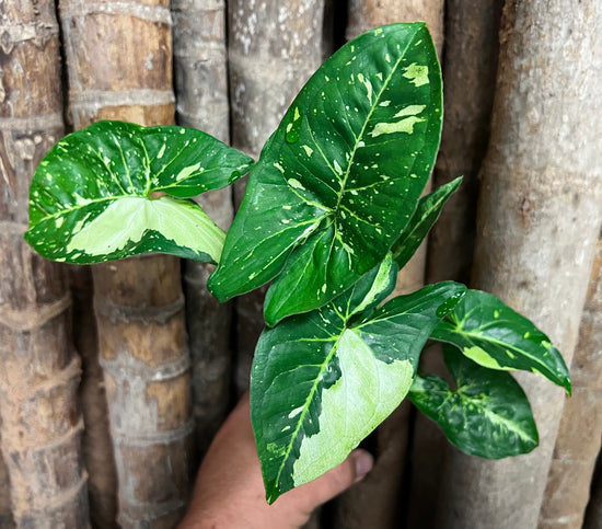 Syngonium &