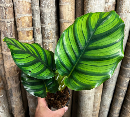 Calathea &