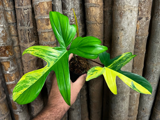 Philodendron &