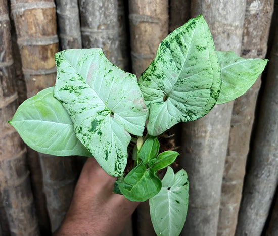 Syngonium &