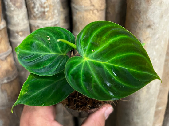 Philodendron &