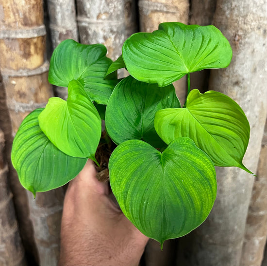 Philodendron &