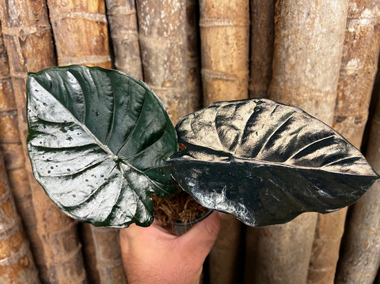 Alocasia &