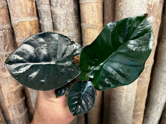 Alocasia &