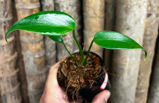 Monstera &