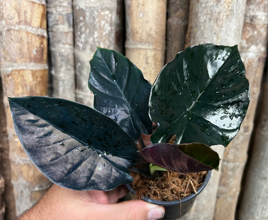 Alocasia &