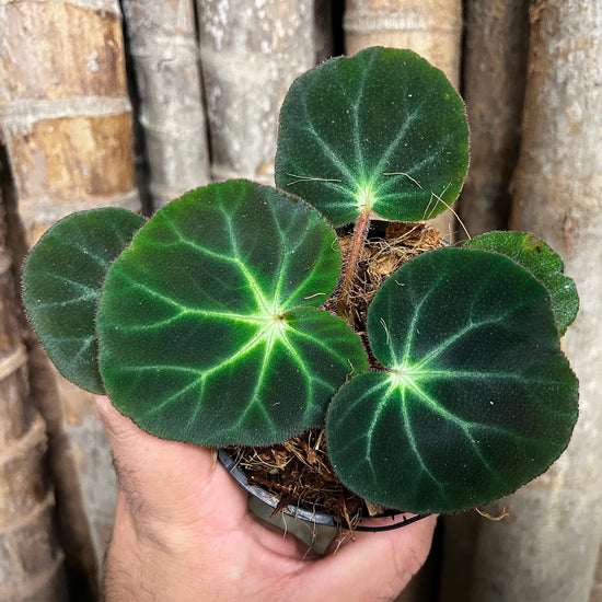 Begonia &