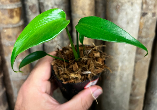 Monstera &