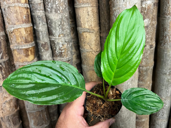Tacca chantrieri &