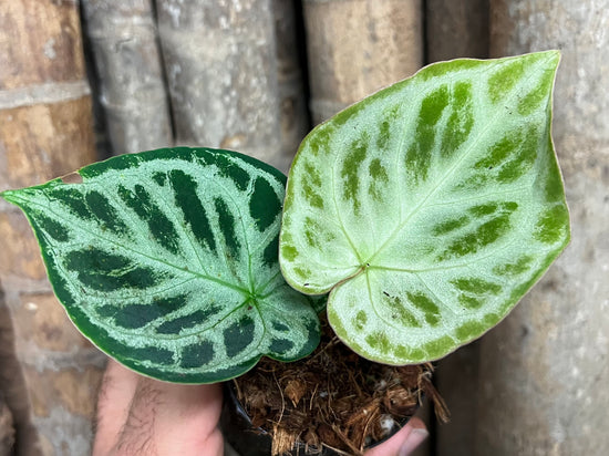 Anthurium &