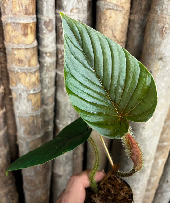 Philodendron &