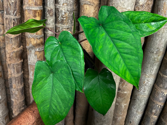 Syngonium &