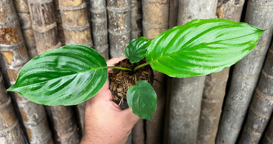 Tacca chantrieri &