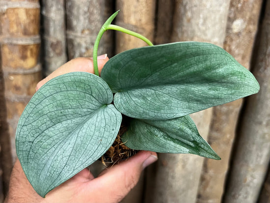 Scindapsus &
