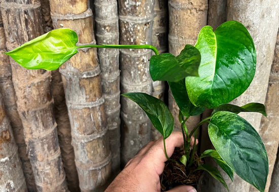 Monstera laniata &