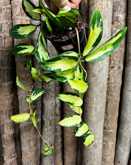 Hoya carnosa &