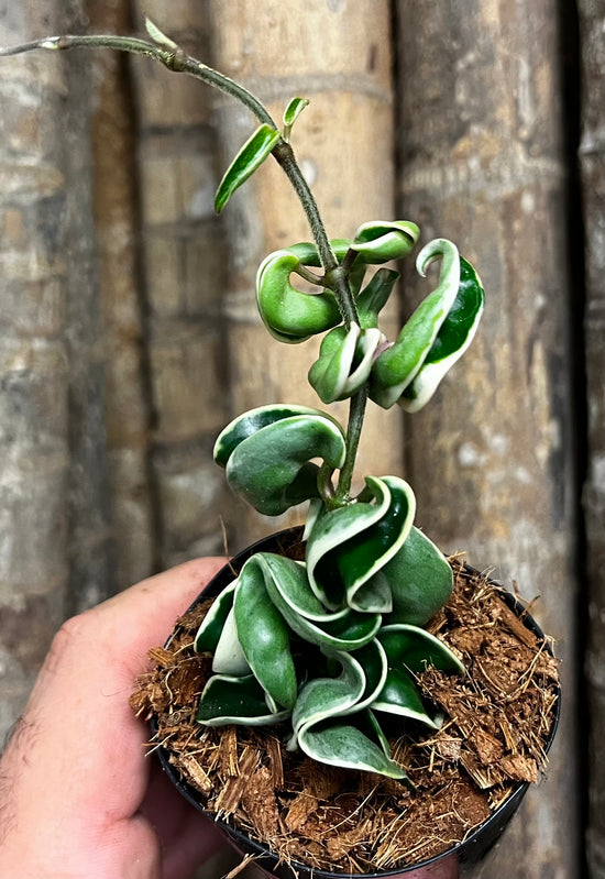 Hoya &