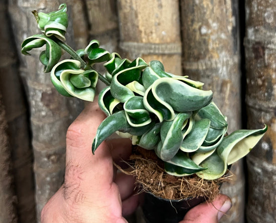 Hoya &
