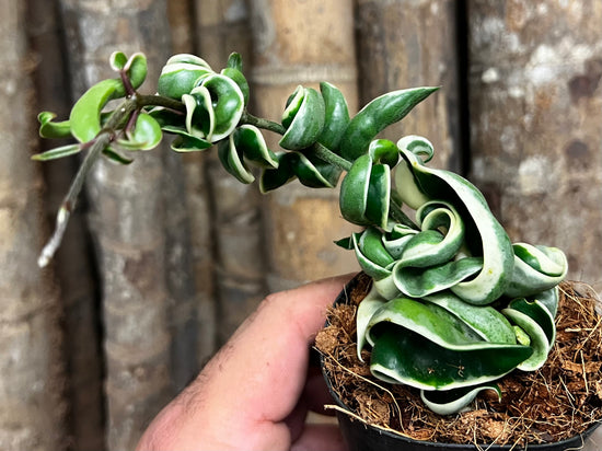 Hoya &