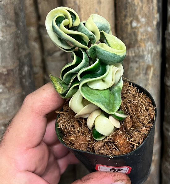 Hoya &