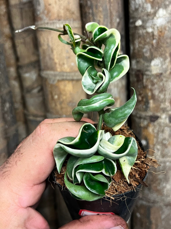 Hoya &
