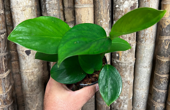 Monstera &