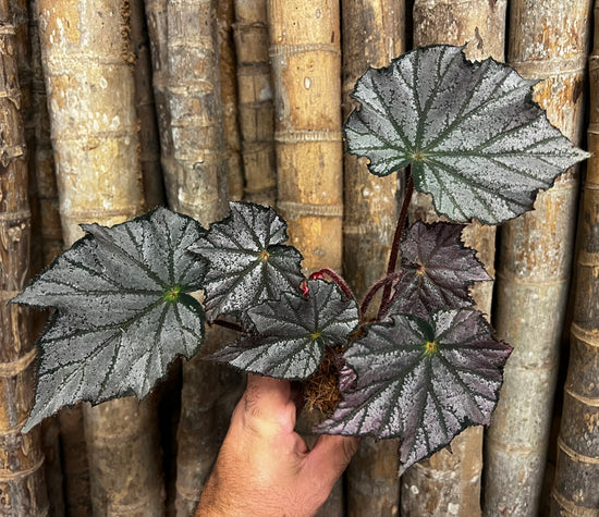 Begonia &