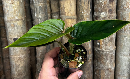 Philodendron &