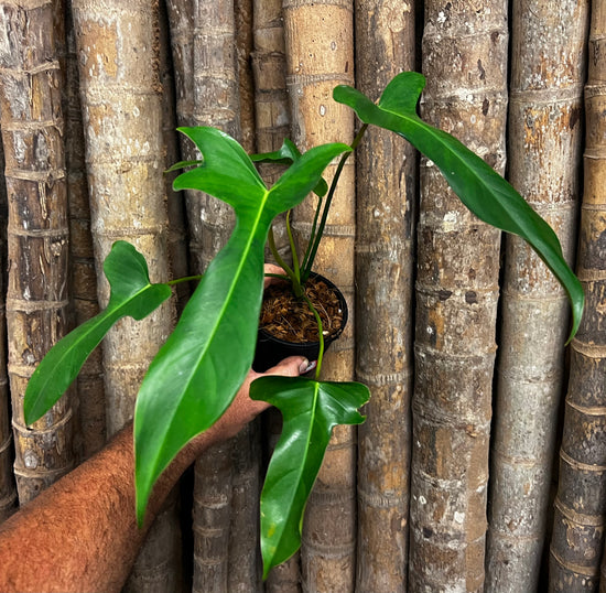 Philodendron longilobatum &