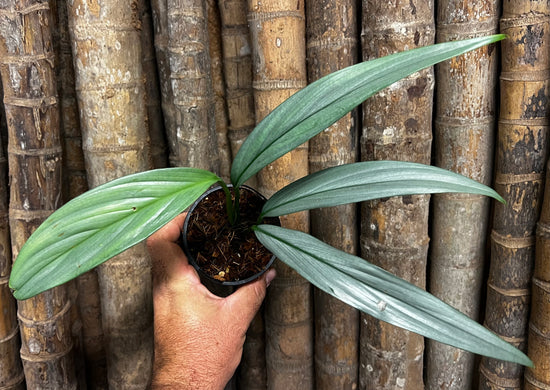 Epipremnum amplissimum &